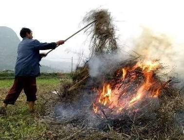 你年年都想燒的秸稈，今年可以吃票子了！